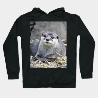 Asian Small-Clawed Otter Hoodie